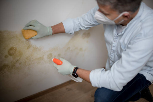 Trusted Arlington, NE Mold Remediation Experts